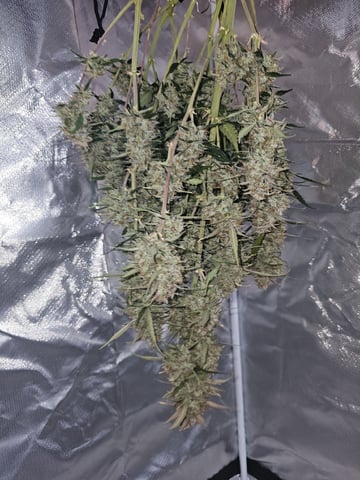 Blue Dream — done, day 87