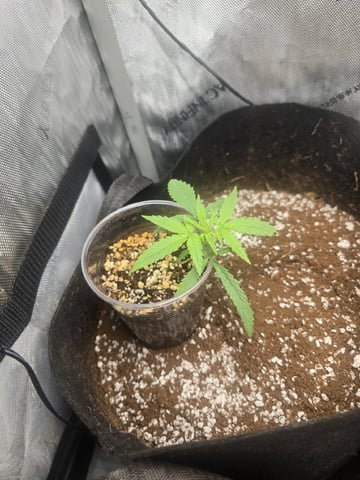 3 More — seedling_rooting, day 16