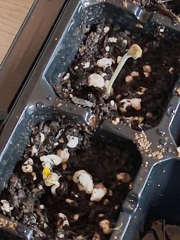 Free Seeds — germination, day 5
