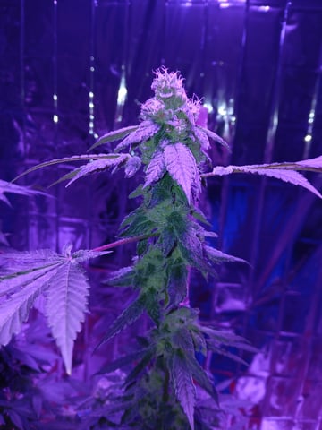 triangle kush  — flower, day 93