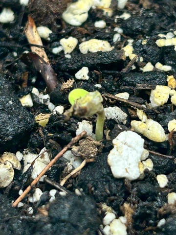 White Widow Twins — germination, day 6