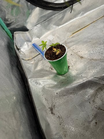  Apple fritter  Clones round two — seedling_rooting, day 1