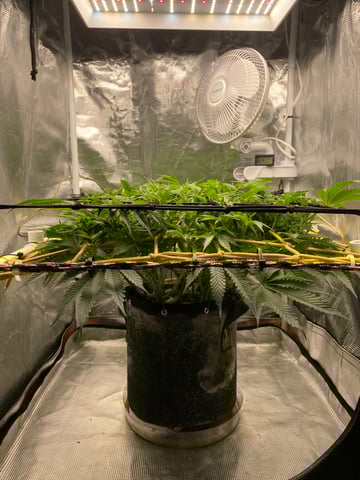 blackberry marshmallows  — flower, day 74