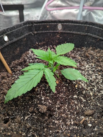 Boogie Brew Basic — vegetative, day 45