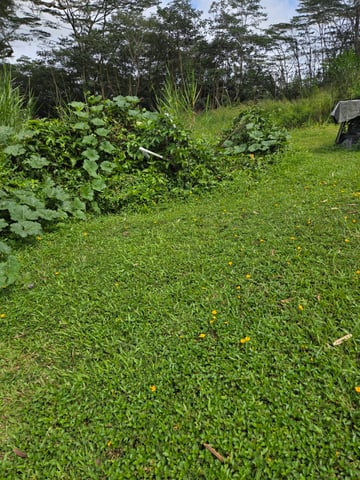 True Living Organics Aloha Style Master Kush Auto — grow_setup, day 2