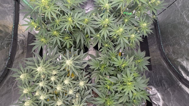 Perpetual Autoflower Mixed Grow #3 — vegetative, day 40