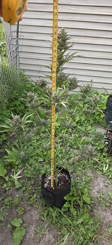Watermelon Auto