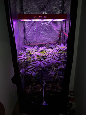 II — flower, day 46