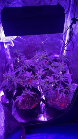 blueberry cupcake  — flower, day 102