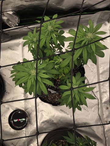 Summer 2026 Grow — flower, day 25