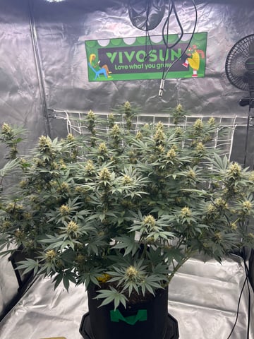 Barney’s Farm  — flower, day 73
