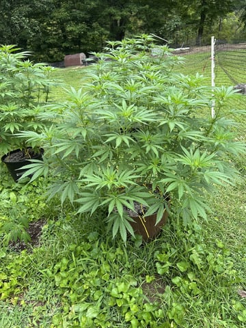 2026 Outdoor — flower, day 82