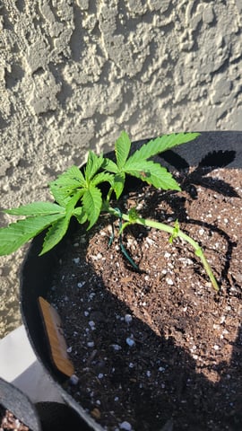 purple Kush, and Extra Large Kush — vegetative, day 12
