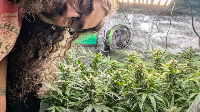 Grow 1 — flower, day 72