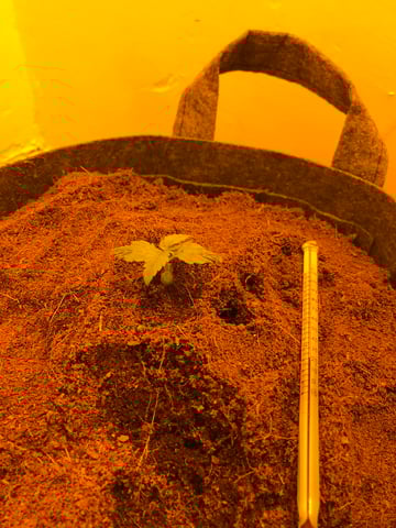 Frosty Gelato Autos  — vegetative, day 7