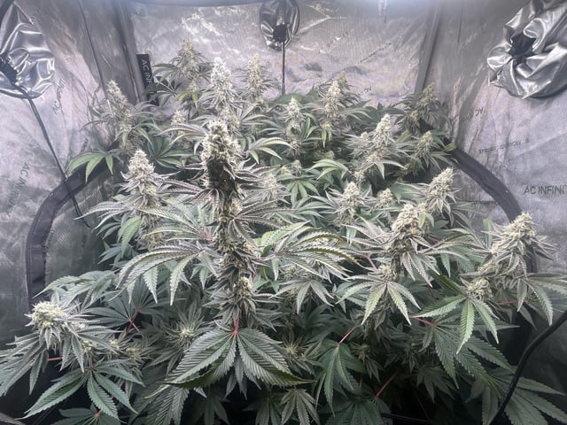 Hollywood — flower, day 66