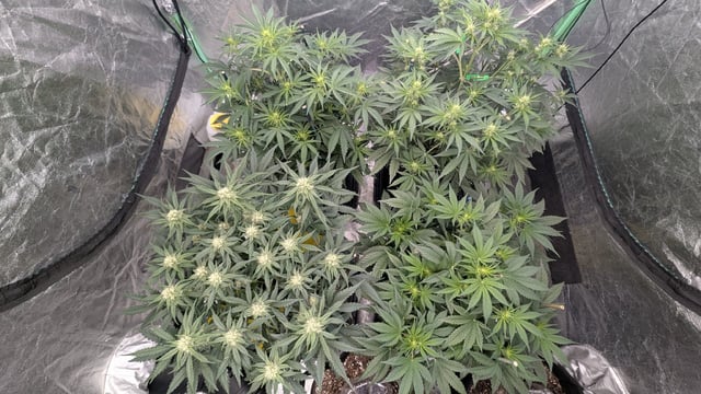 Perpetual Autoflower Mixed Grow #3 — vegetative, day 40