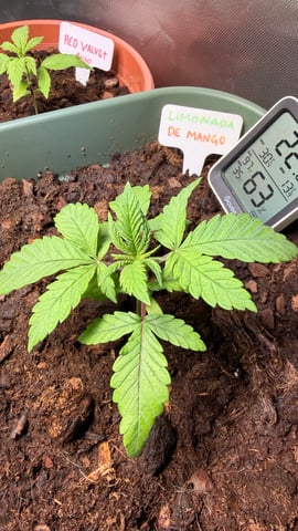 Mix Strand — seedling_rooting, day 22