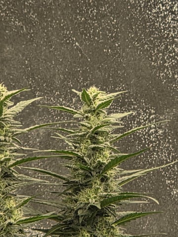 5 th grow still trying to dial it in and get big harvest  — flower, day 104