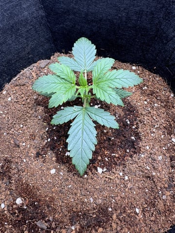 Bubba KUSH — seedling_rooting, day 10