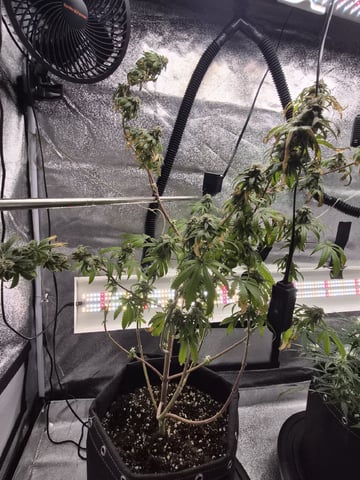 Kalini Asia Auto  — flower, day 66