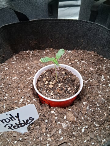Fruity Pebbles OG — vegetative, day 1