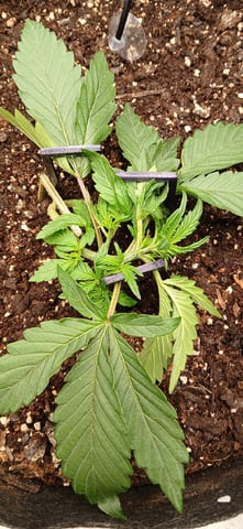 Diesel Auto Round 2 — vegetative, day 20