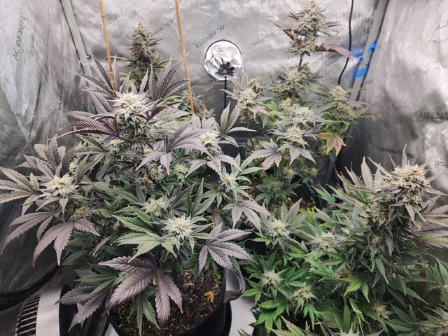 Rings of Saturn & Ghostboosters - Apollo Haze Artisanal Line — flower, day 74