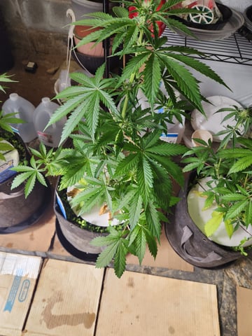 Another round of Mephisto Genetics from Schoolyard Crush and Do-si-delirium drops. — flower, day 36