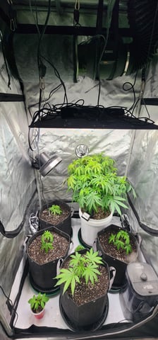 1st grow Dr. Nefario — vegetative, day 51