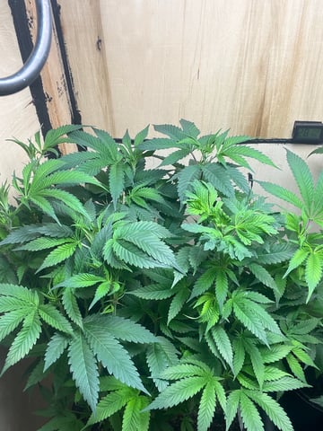 white 🕷️  — vegetative, day 81