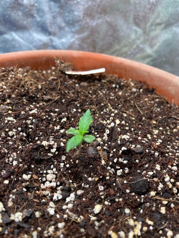 Lavender and Anesthesia Auto — vegetative, day 30