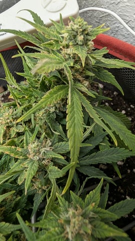 All White Spring Grow