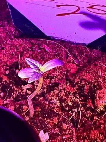 Royal Gorilla — seedling_rooting, day 7