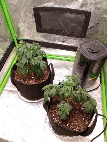 All Aboard!!! — vegetative, day 35