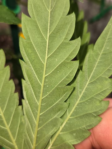 Looking for advice! — vegetative, day 38