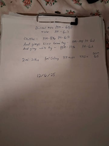 Lemon Cherry Cookies, Purple Haze and Strawberry Gorilla Grows — flower, day 83