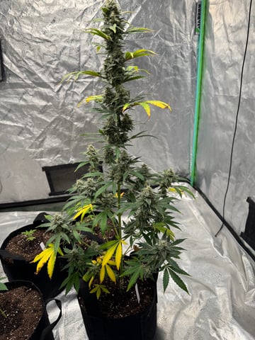 white runtz auto flower — flower, day 64