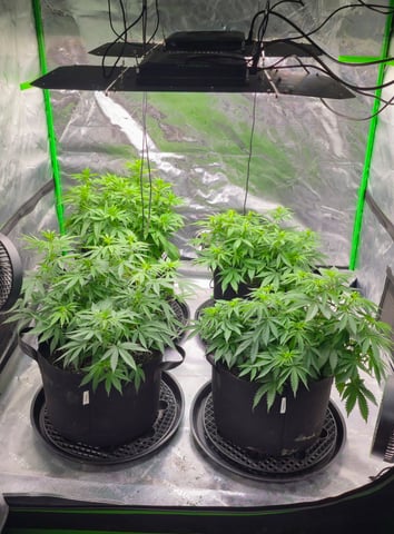 This grow may be interesting! — vegetative, day 94