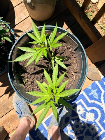 mixing it up — vegetative, day 47