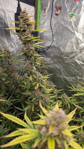 Strawberry Cheesecake Seedsman Seeds Autoflowers x2 — flower, day 92