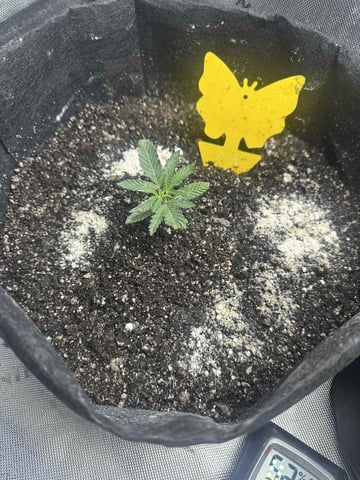 banana bread autoflower  — seedling_rooting, day 14