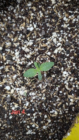 Perpetual Autoflower Mixed Grow #3 — germination, day 14
