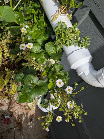 outdoor hydro ladder — vegetative, day 131