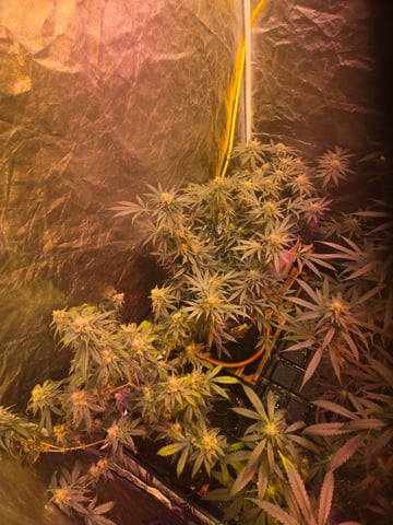 fruitstripe-x-breathworks VS Tropical cherry vs kush cake. vs og haze — flower, day 100