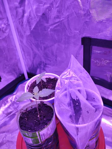 my first time growing in a grow tent  — seedling_rooting, day 1