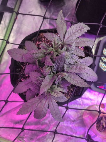 2025-26 — vegetative, day 22