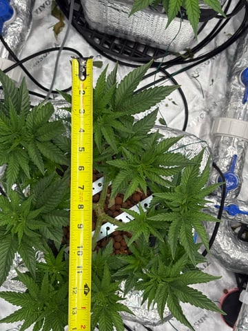 First Grow (Hydro) — vegetative, day 64