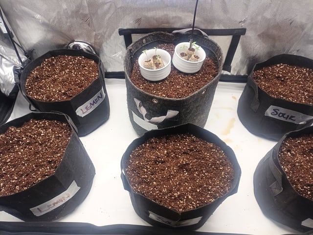 Last girls got kicked. — seedling_rooting, day 3