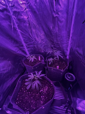clones — vegetative, day 3